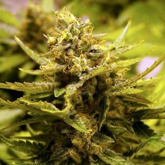 CBD OG Marijuana Seeds