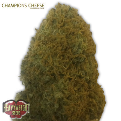 Champion Feminised (AKA Champions Cheese)